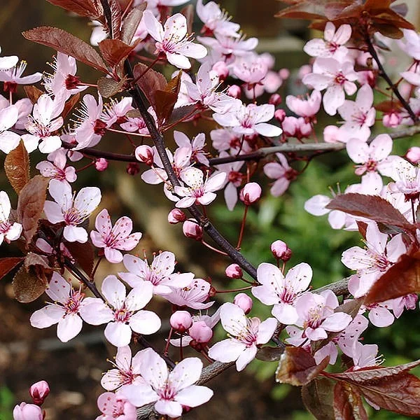 Prunus cerasifera ‘Nigra’ blutpflaume hausbaum blüten