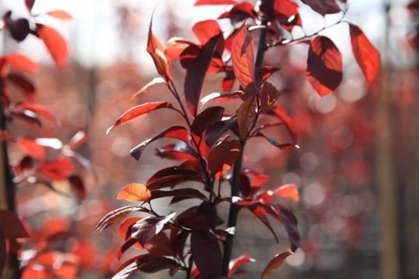 Prunus cerasifera ‘Nigra’ blutpflaume rote blätter hausbaum