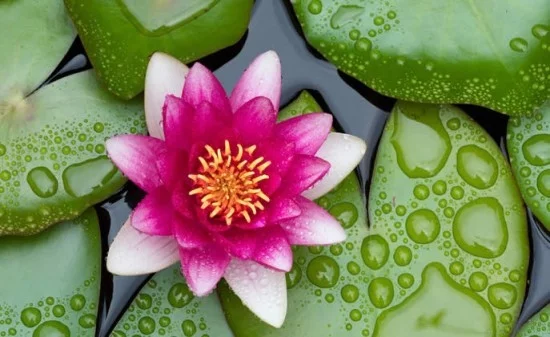 Seerose Feng Shui Blumen Bedeutung ursprüngliche Schönheit der Natur
