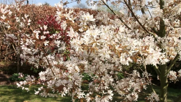 felsenbirne hausbaum im garten schöne blüten