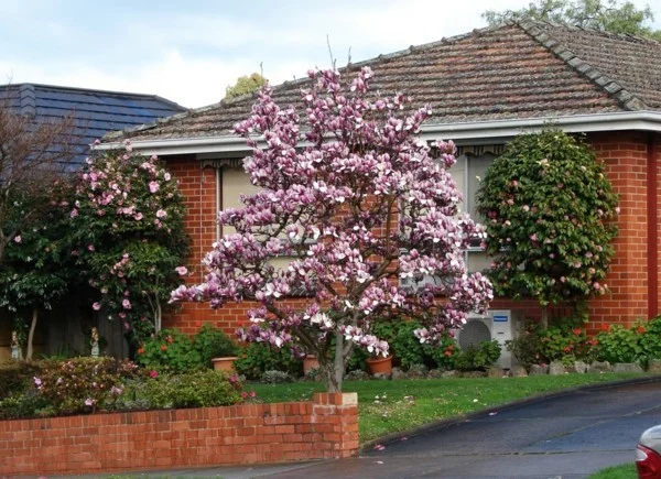 gartengestaltung hausbaum magnolie pink