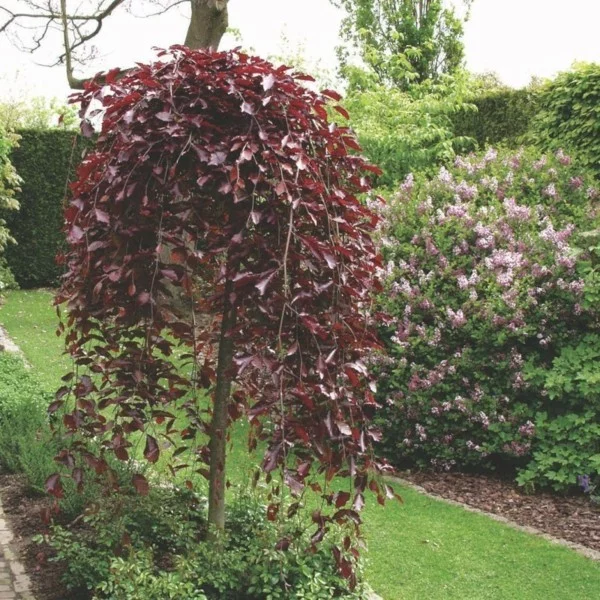 rote hängebuche Fagus sylvatica ‘Purple Fountain’ hausbaum