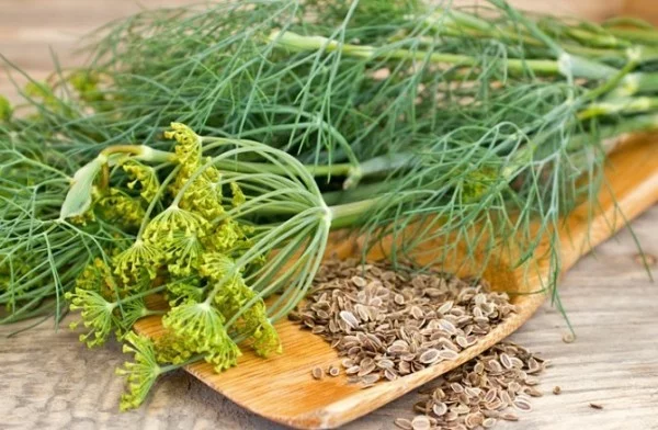 Dill Küchengewürz Heilpflanze grüne Blätter