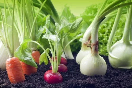Gemüse anbauen ernten nach Saisonkalender Karotten Radieschen Schalotten im Beet