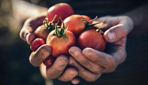 Nach Saisonkalender ernten reife Tomaten vom Garten direkt in die Küche