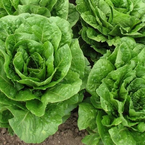 salat anbauen gesundes essen