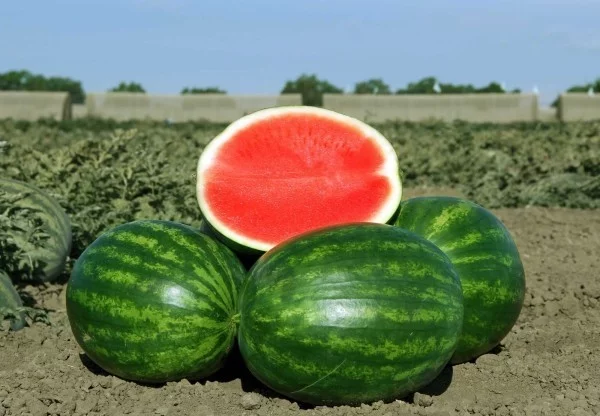 wassermelone lecker tolle ideen gesundes leben