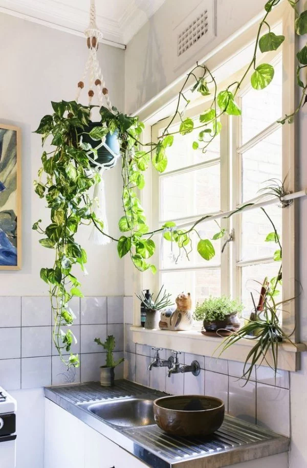 Natur ins Haus holen Efeu in der Küche weitere Grünpflanzen am Fenster