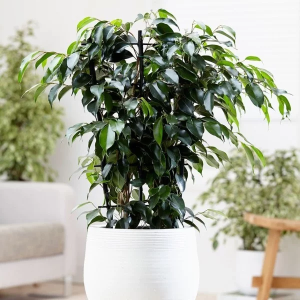 Ficus Benjamini schöne Deko zuhause sattgrüne Blätter kann bis 2 m hochwachsen