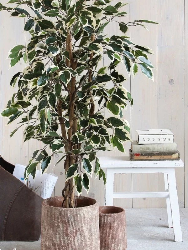 Ficus Benjamini weiß-grün panaschierte Blätter sehr attraktiv