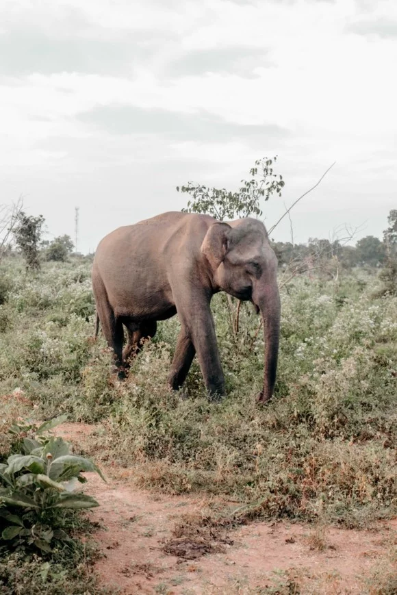 Sri Lanka Reisetipps Udawalawe Nationalpark