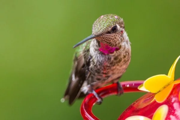 drohne inspirstion kolibri