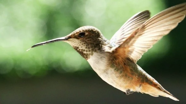 drohne kleines kolibri