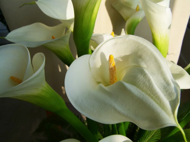 Blumensprache Callas zarte Blüten in weiß tiefe Gefühle ausdrücken
