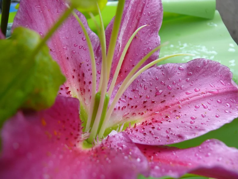 Blumensprache Lilien Symbol für Reinheit Unschuld Jungfräulichkeit
