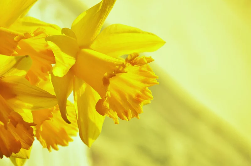 Blumensprache Narzissen eine zwiespältige Bedeutung