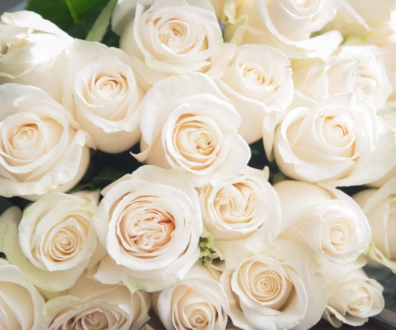Blumensprache weiße Rosen Symbol für Unschuld und Treue