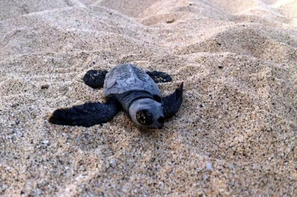 Kapverden Urlaub Kapverdische Inseln Santa Marina Insel Sal Schildkröte