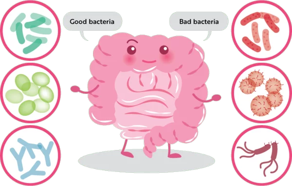 Probiotische Lebensmittel gute Bakterien gesunde Darmflora