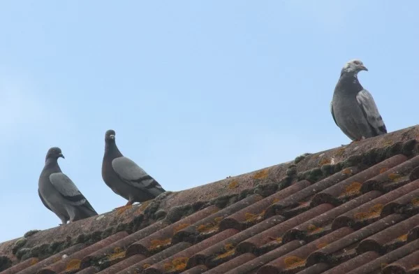 drei tolle graue tauben am dach