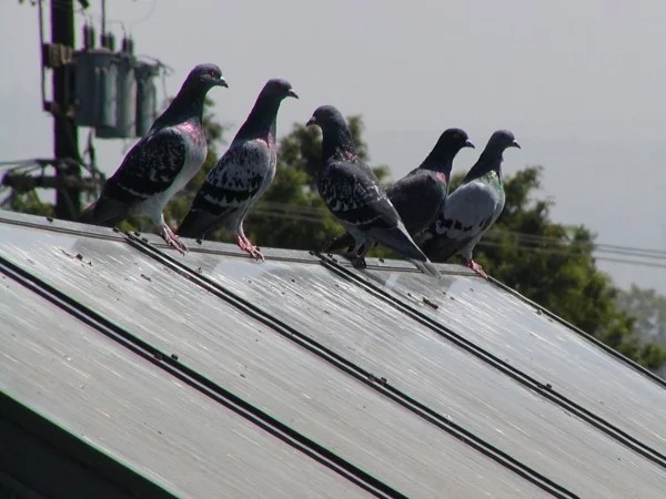tauben auf einer solardachanlage