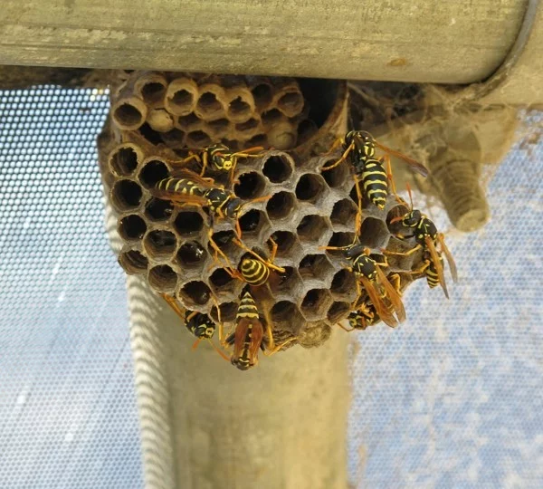 wespennest entfernen richtig handeln
