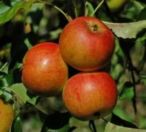 Alte Apfelsorten – gesund und gut verträglich auch für Allergiker
