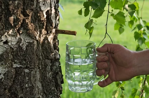 Birkenwasser zapfen Trendgetränk gesundBirkensaft Wirkung