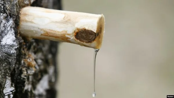 Birkenwasser zapfen gesundheitliche Vorteile Birkensaft Wirkung