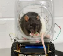 Wissenschaftler haben Ratten beigebracht winzige Autos zu fahren