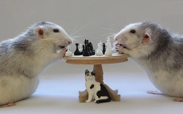 Wissenschaftler haben Ratten beigebracht winzige Autos zu fahren süße raten spielen schach