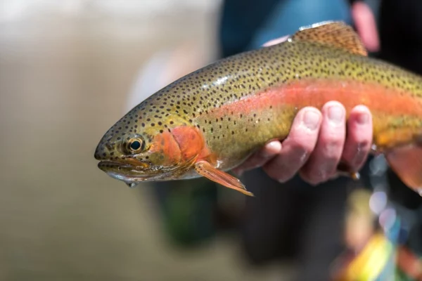 Fly Fishing Trout