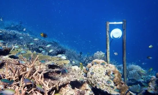 Unterwasserlautsprecher könnten zur Wiederherstellung beschädigter Korallenriffe beitragen lautsprecher am boden von korallenriff