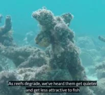 Unterwasserlautsprecher könnten zur Wiederherstellung beschädigter Korallenriffe beitragen